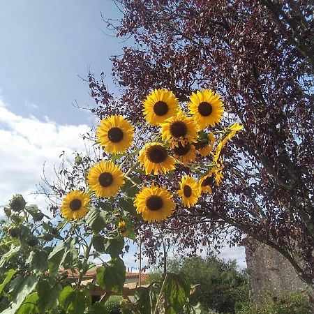 Les Tournesols Bed & Breakfast La Bernardiere Eksteriør bilde